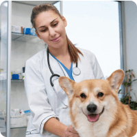 Allat vizsgalat profilkep